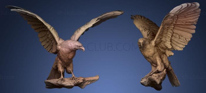 3D модель Хищная птица (STL)